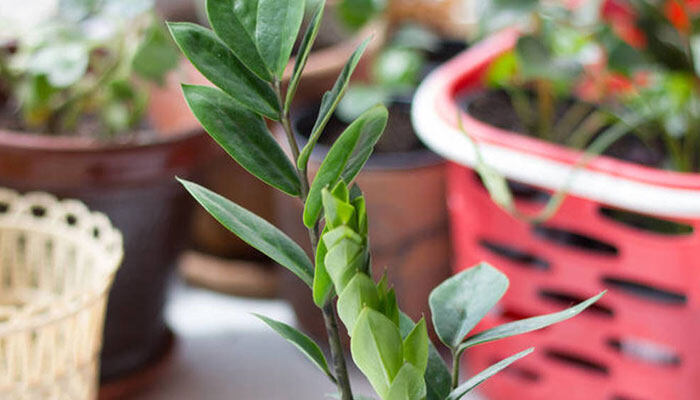 盆栽鸡毛菜的种植方法 盆栽鸡毛菜的种植方法