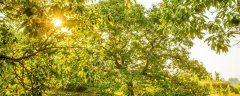 板栗种子怎么种植方法