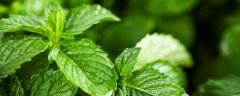 多倍体植株的特点