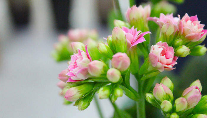 哪些花不能低于10度 哪些花不能低于10度