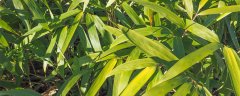 棕竹适合客厅养的水养植物