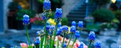 风信子的花语