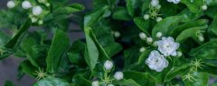 江苏省省花是什么花
