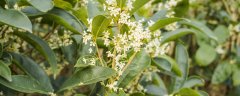 院子里种桂花树注意事项