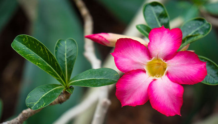 冬季的花有哪些花开 冬季的花有哪些花开