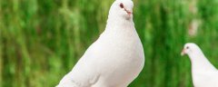 正宗桑杰士鸽眼及特征