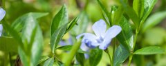 长春花耐寒吗