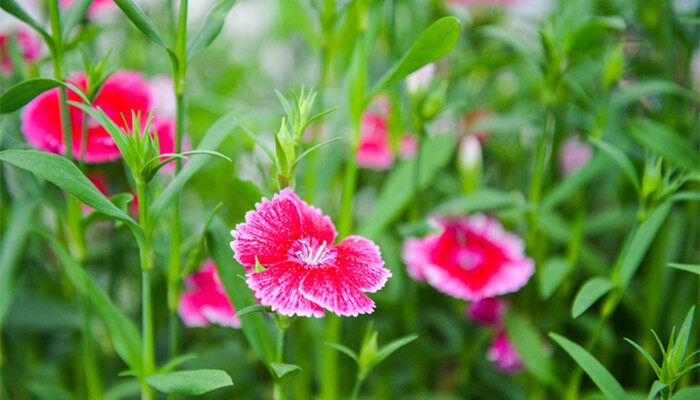 石竹花的花语 石竹花的花语