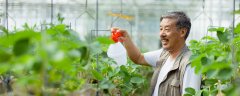 磷肥是什么肥料