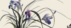 兰花寓意