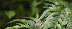 有超级寿星之称的植物