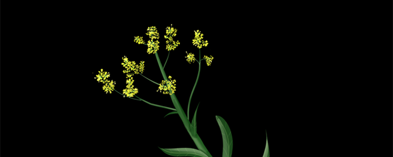 板蓝根是什么植物 板蓝根是什么植物