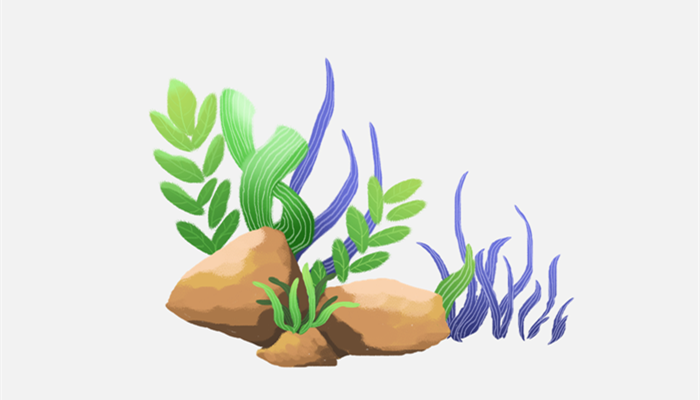 水兰水草怎么养 水兰水草怎么养