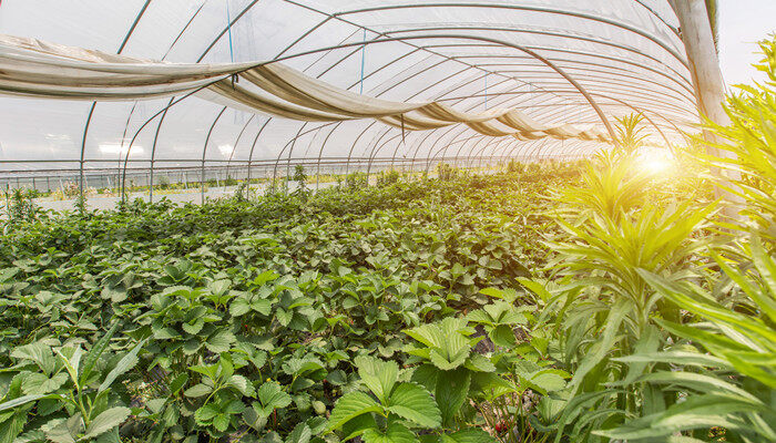 施肥是什么季节的农活 施肥是什么季节的农活