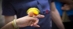 吸蜜鹦鹉会说话吗