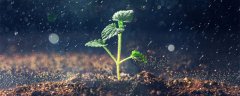 白鲜皮种植技术及亩收益