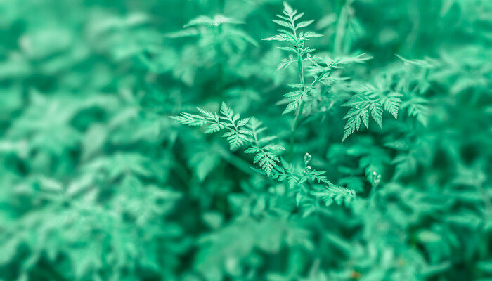 植物是怎样传播种子 植物是怎样传播种子