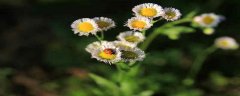 野菊花采摘花全开还是半开