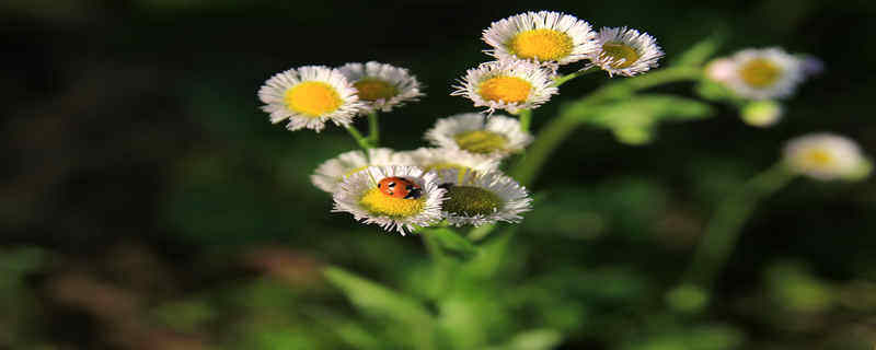 野菊花采摘花全开还是半开 野菊花采摘花全开还是半开