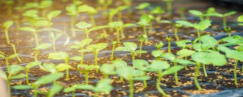 育苗盘育苗技术方法 育苗盘育苗技术方法