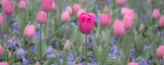 郁金香花语