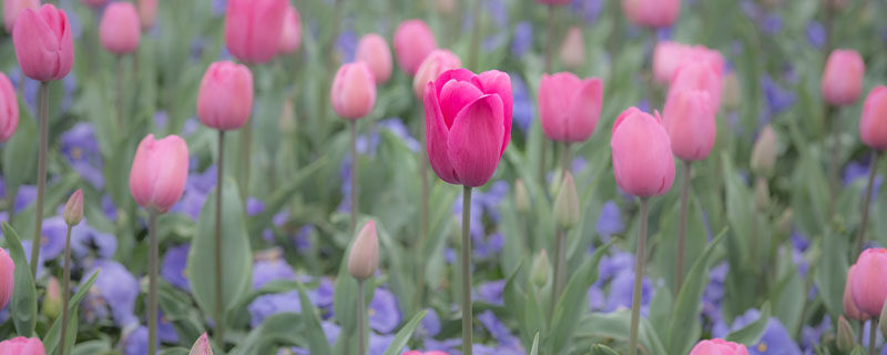 郁金香花语 郁金香花语
