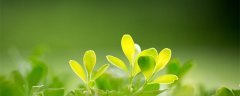 尿素对植物有什么作用