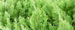 瓦松是什么植物