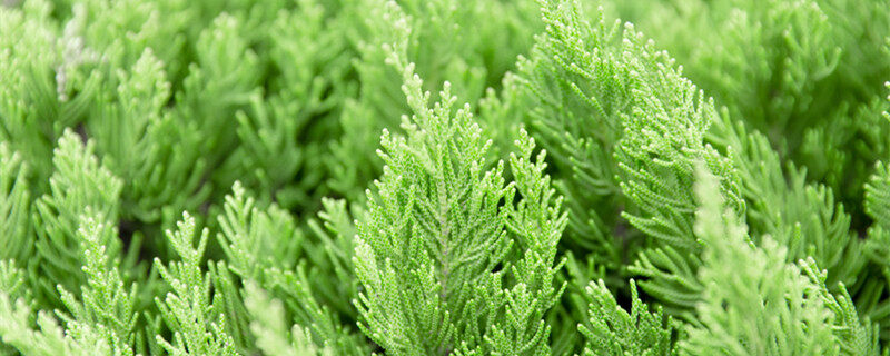 瓦松是什么植物 瓦松是什么植物