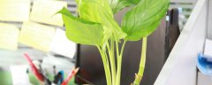 易养活的室内植物