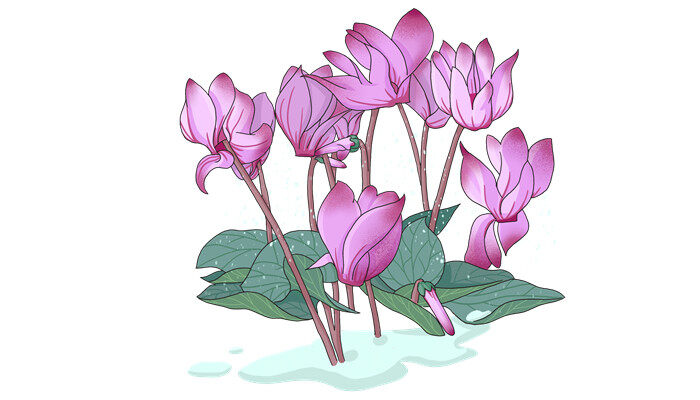 仙客来花有毒吗 仙客来花有毒吗