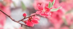 桃树杏树梨树开花顺序