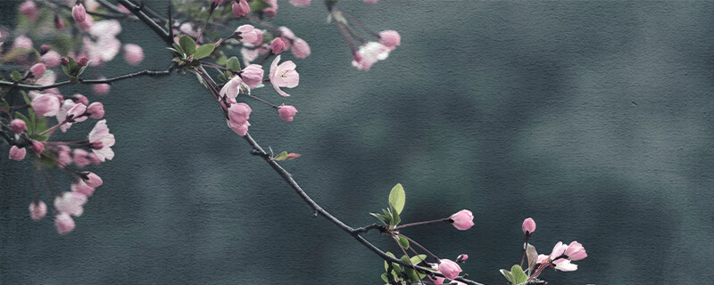 海棠开花时间什么季节 海棠开花时间什么季节