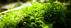 植物靠什么传播种子