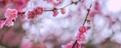 春天会开哪些花?