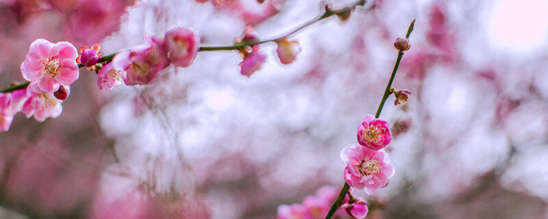 春天会开哪些花? 春天会开哪些花?