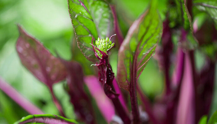 蔬菜的种植步骤和过程 蔬菜的种植步骤和过程