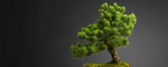 珍珠柏盆景寓意