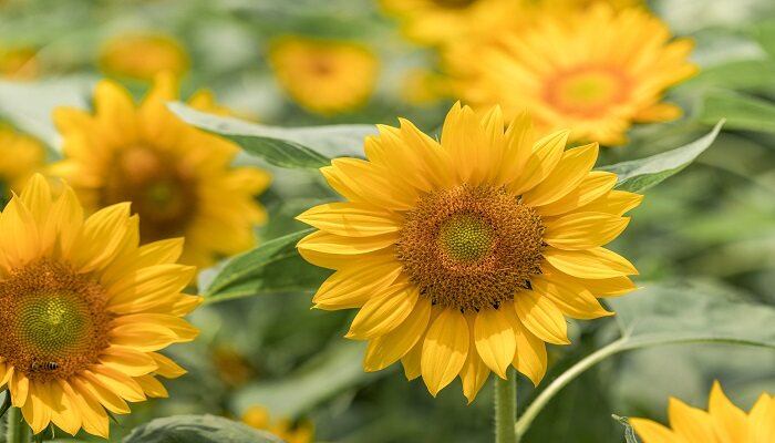 向日葵开花季节和时间