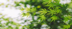禾本科植物是单子叶吗
