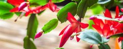 蟹爪兰的花期