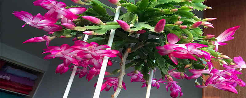 蟹爪兰花期是几月份 蟹爪兰花期是几月份