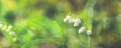 铃兰种类及图片