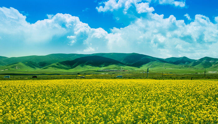 十一月份可以直播油菜吗 十一月份可以直播油菜吗