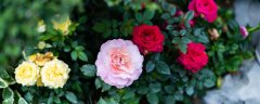 爬墙月季花怎么修剪
