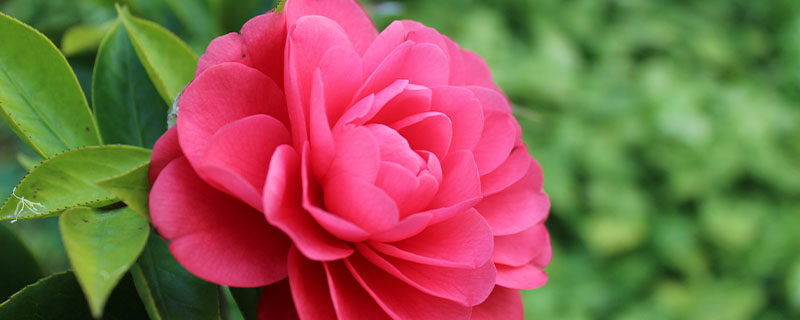 茶花春天什么时候施肥 茶花春天什么时候施肥