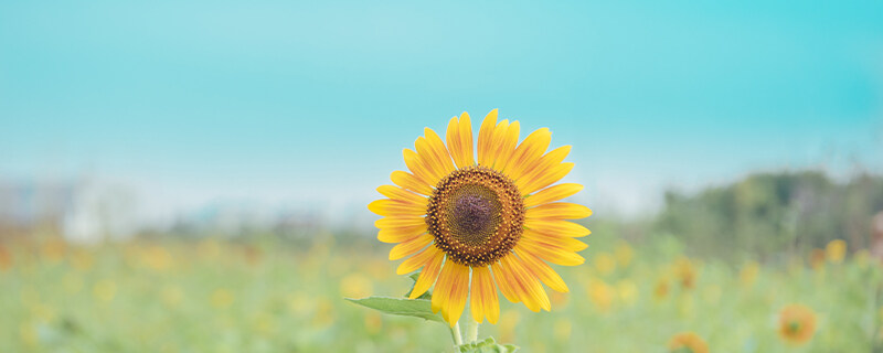 向日葵开花以后就会死吗