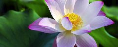 莲花如何正确养护