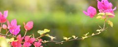 天生就是醋坛子的6种花