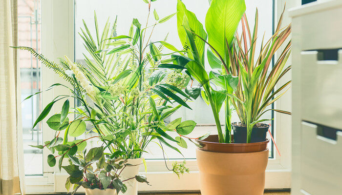 适合客厅放的大型好养活植物 适合客厅放的大型好养活植物